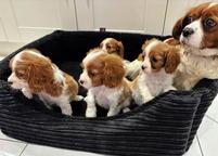 Cavalier King Charles Spaniel