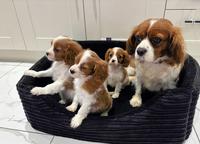 Cavalier King Charles Spaniel