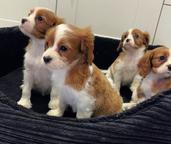 Cavalier King Charles Spaniel