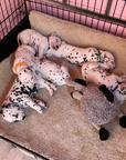 Dalmatian puppies