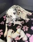 Dalmatian puppies