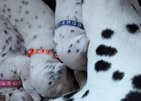 Dalmatian puppies