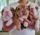 English Bulldog puppies