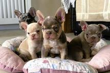 Lovely French Bulldog puppies