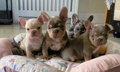 Lovely French Bulldog puppies