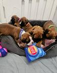 Adorable Boxer puppies