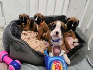 Adorable Boxer puppies