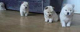 Sweet Chow Chow puppies