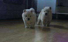 Sweet Chow Chow puppies