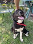 Puppy Canaan Dog