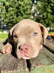 American bully pocket