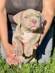 American bully pocket