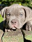 American bully pocket