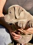 American bully pocket