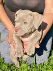 American bully pocket