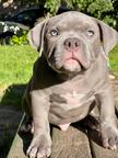 American bully pocket