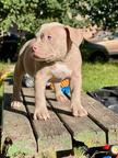American bully pocket