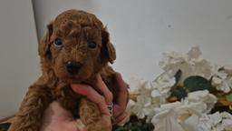 From the kennel Petrovgrad FCI 7630