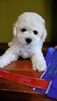Bichon Frise Puppy of Champion