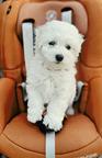 Bichon Frise Puppy of Champion