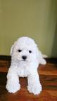 Bichon Frise Puppy of Champion