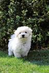 Bichon Frise Puppy of Champion
