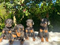 Dachshund puppies are looking for a home