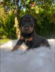 Dachshund puppies are looking for a home