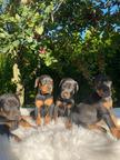 Dachshund puppies are looking for a home