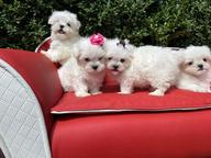Maltese puppies are looking for a home.