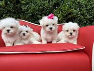 Maltese puppies are looking for a home.