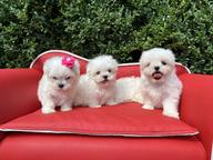 Maltese puppies are looking for a home.