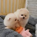 Pomeranian puppies are looking for a home.