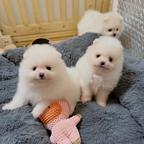 Pomeranian puppies are looking for a home.