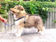 FCI Sheltie puppies available