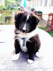 FCI Sheltie puppies available