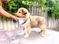 FCI Sheltie puppies available