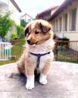 FCI Sheltie puppies available