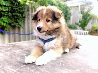 FCI Sheltie puppies available