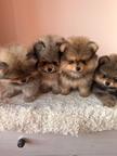 Špits pomeranian