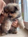 Špits pomeranian