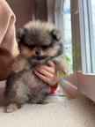 Špits pomeranian
