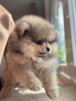 Špits pomeranian
