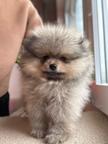 Špits pomeranian