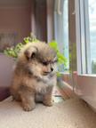 Špits pomeranian
