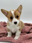 Beautiful corgi puppy available for a new home
