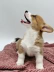 Beautiful corgi puppy available for a new home