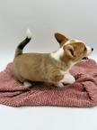 Beautiful corgi puppy available for a new home