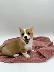 Beautiful corgi puppy available for a new home