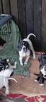 English pointer for sale